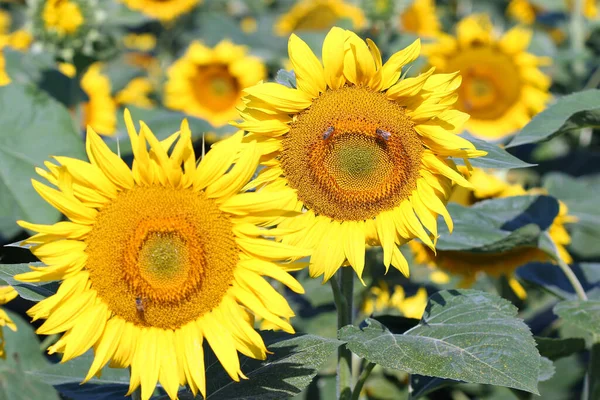 Field with sunflowers and bees in summer agriculture — Stock Photo, Image