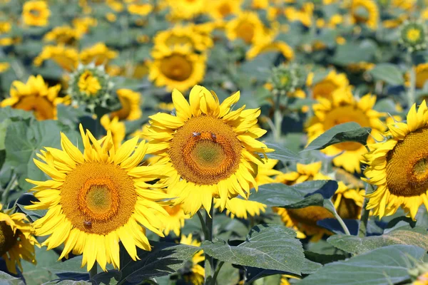 Veld met zonnebloemen en bijen in de zomer — Stockfoto