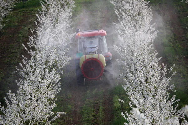 Tractor sprays insecticide in cherry orchard in spring — Stock Photo, Image