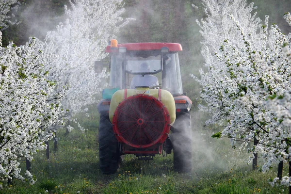 Tractor sprays insecticide in cherry orchard in spring  agricult — Stock Photo, Image