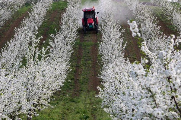 Traktor rozstřikuje insekticid v třešňovém sadu na kopci — Stock fotografie