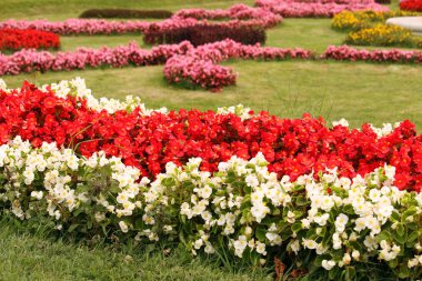 beautiful garden with different colorful flowers in spring