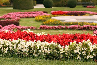 beautiful garden with different colorful flowers spring season