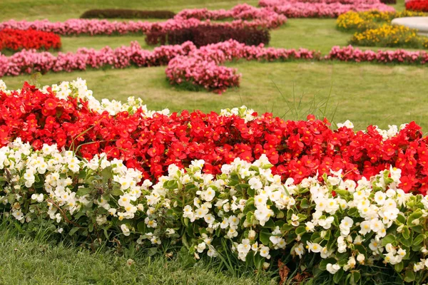 Schöner Garten mit verschiedenen bunten Blumen im Frühling — Stockfoto