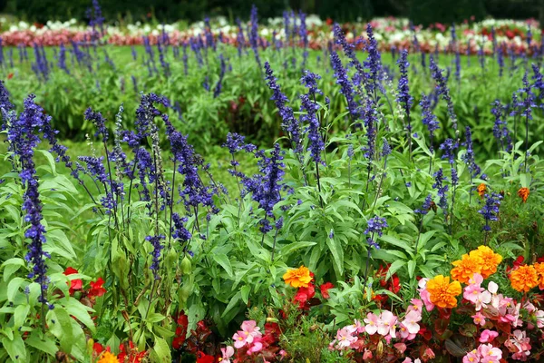 Zahrada s různými barevnými květy na jaře — Stock fotografie