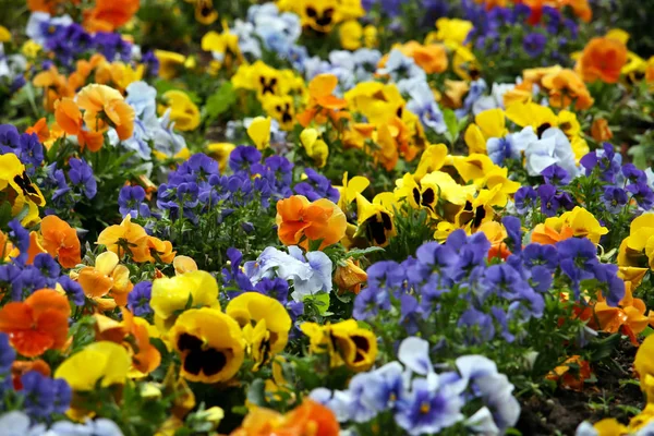 Pansy flower in garden nature background — Stock Photo, Image