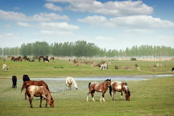 Стадо лошадей и других сельскохозяйственных животных в поле весной landsc — стоковое фото