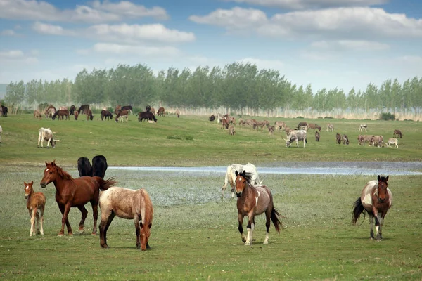 Herd of horses in field in spring — ストック写真