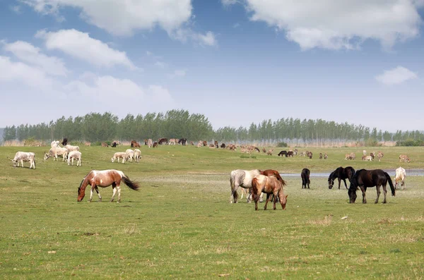 Стадо лошадей в поле в весеннем пейзаже — стоковое фото
