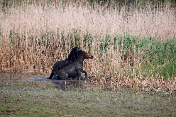 Stallions fight in the river — Stockfoto