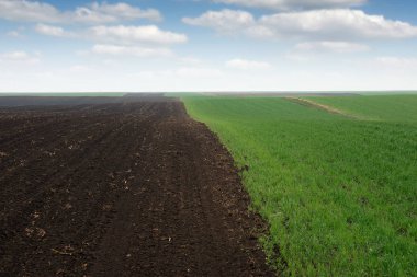 Baharda yeşil buğday ve sürülmüş tarlalar
