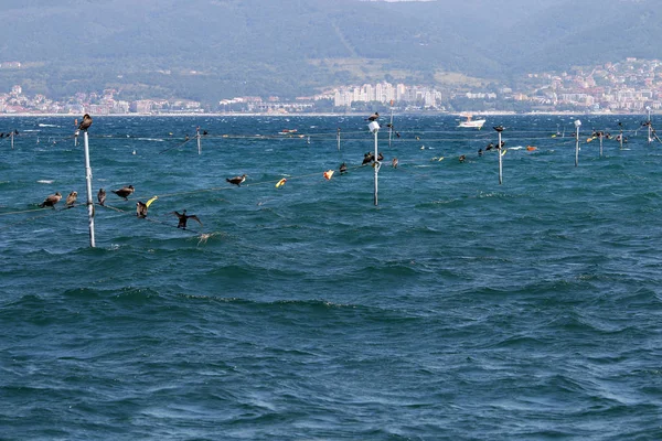 Flock Cormorant Black Sea Nessebar Bulgaria — Stock Photo, Image