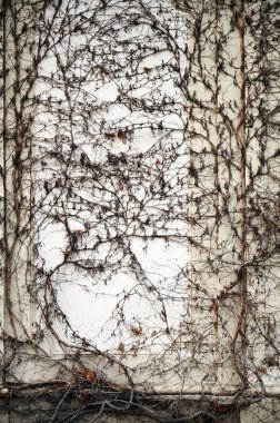 Sarmaşık bitkisi olan eski duvar 