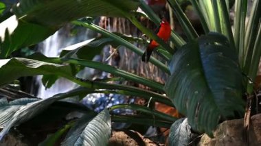 Tropikal kırmızı bir kuş bir dalda duruyor. 