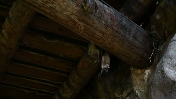 Pipistrelli Appendere Soffitto — Video Stock