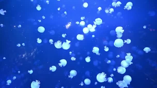 Blue Jellyfish Swimming Sea — Stock Video