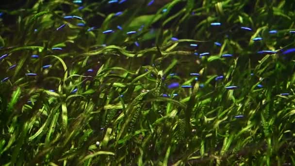 Neon Tetra Ryby Plavání Řece — Stock video