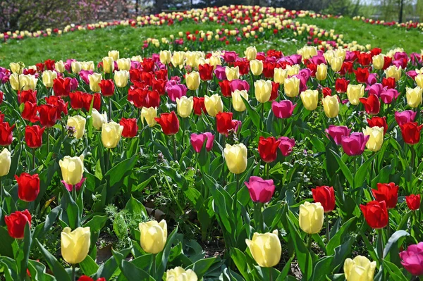 Tulips Flower Kurpark Oberlaa Vienna Spring Season — Stock Photo, Image