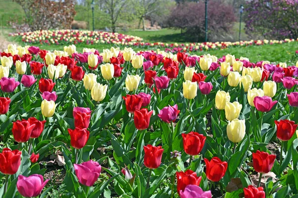 Tulips Kurpark Oberlaa Vienna Spring Season — Stock Photo, Image