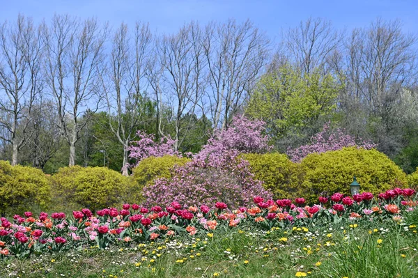 Kurpark Oberlaa Vienna春天的花朵 — 图库照片