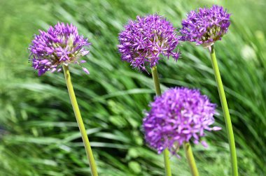 Süslü soğan çiçeği arka planı