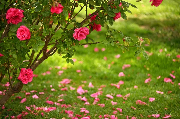 Rosas Vermelhas Flor Jardim Detalhe Natureza Fundo — Fotografia de Stock