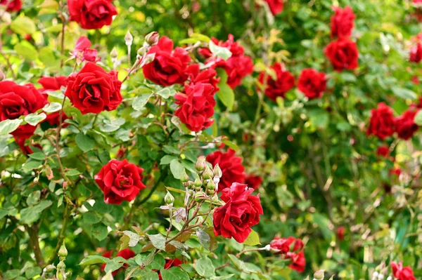 Rosas Vermelhas Volksgarten Vienna Áustria — Fotografia de Stock