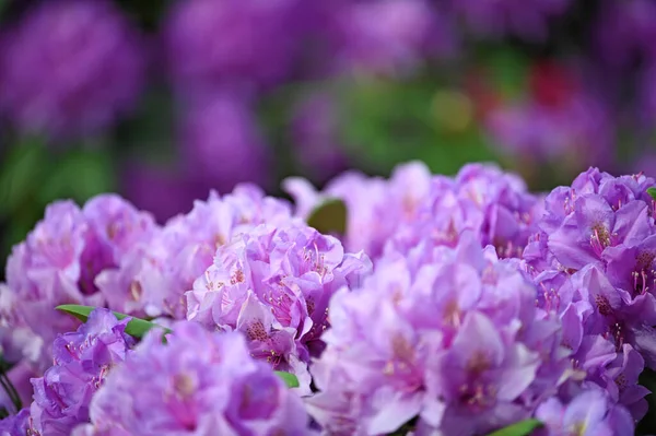 Hortensja Kwiat Szczegół Wiosna Sezon — Zdjęcie stockowe