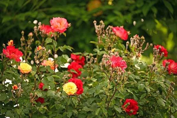 Tuin Met Rood Gele Roze Rozen Het Voorjaar — Stockfoto