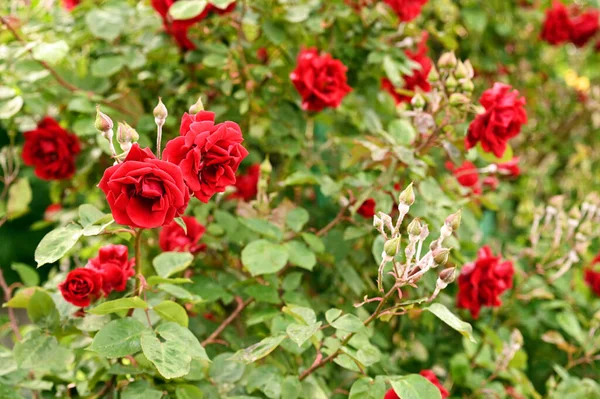 Jardín Rosas Rojas Primavera —  Fotos de Stock
