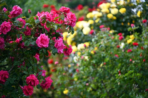 Roses Flower Springtime Nature Background — Stock Photo, Image