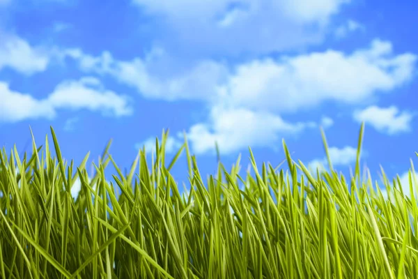 Grüne Wiese auf blauem Himmel Hintergrund — Stockfoto