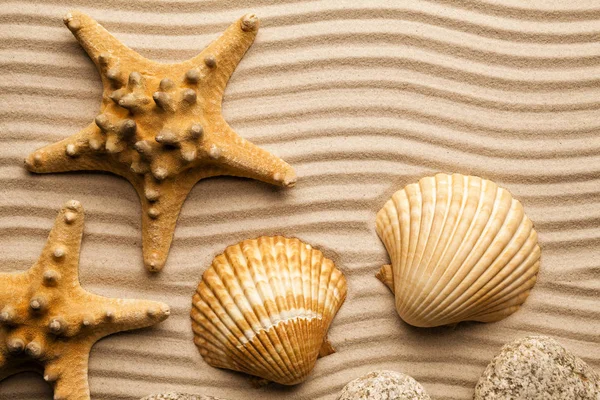 Sfondo estivo - Stelle marine e conchiglie sulla sabbia della spiaggia — Foto Stock