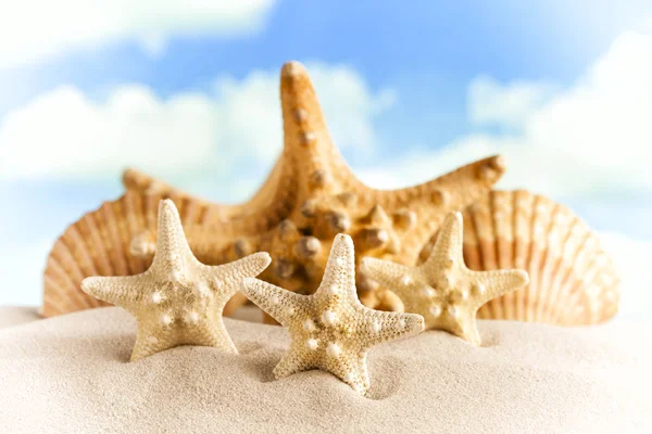 Seesterne und Muscheln auf Sand am Strand — Stockfoto