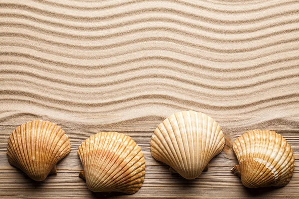 Conchiglie sulla sabbia della spiaggia — Foto Stock