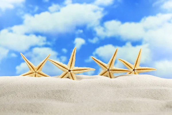 Four starfish on the beach — Stock Photo, Image