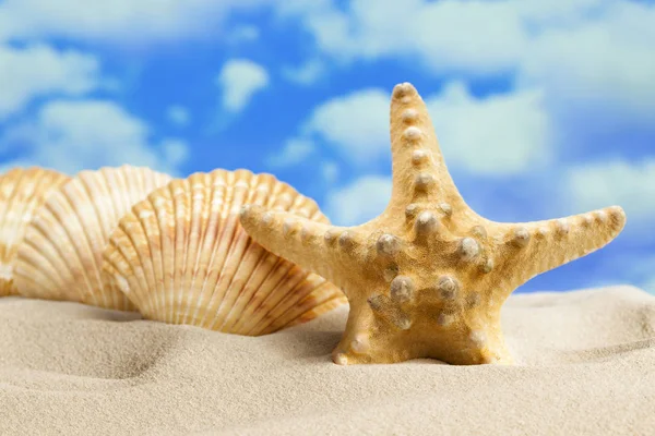 Conchiglie e stelle marine sulla spiaggia — Foto Stock