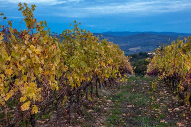 İtalya, Toskana 'daki Chianti üzüm bağı manzarası