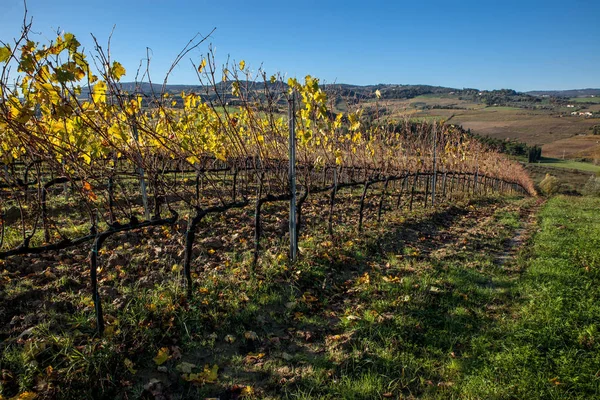 Reife Weintrauben an Weinreben in der Toskana, Italien. malerischer Weinbauernhof, Weinberg. Sonnenuntergang warmes Licht — Stockfoto