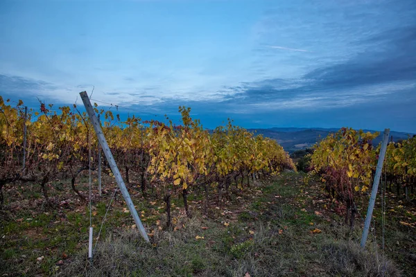 Reife Weintrauben an Weinreben in der Toskana, Italien. malerischer Weinbauernhof, Weinberg. Sonnenuntergang warmes Licht — Stockfoto