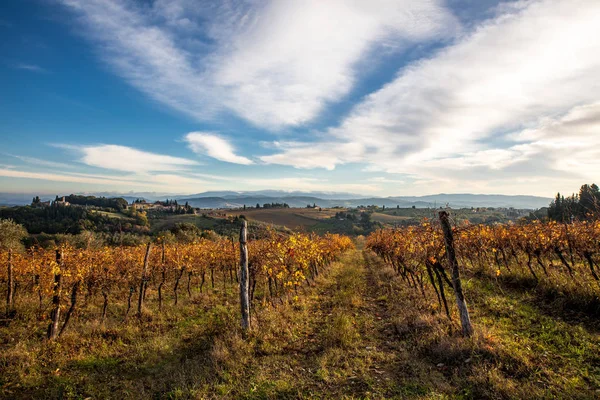 Vins mûrs sur vignes en Toscane, Italie. Ferme viticole pittoresque, vignoble. Coucher de soleil lumière chaude — Photo