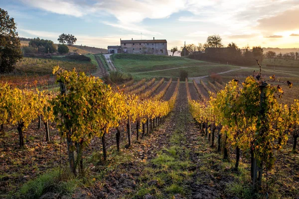 Vins mûrs sur vignes en Toscane, Italie. Ferme viticole pittoresque, vignoble. Coucher de soleil lumière chaude — Photo