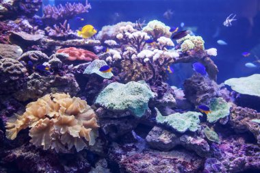 Akvaryumdaki egzotik deniz dünyası