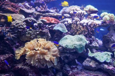 exotic seaworld in aquarium clipart