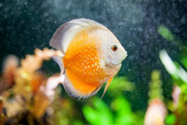 Akvaryumdaki egzotik balıklar