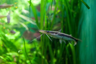 Akvaryumdaki egzotik balıklar