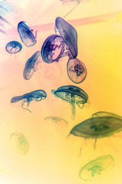 Medusa akvaryumda yüzüyor.