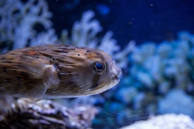 Akvaryumdaki egzotik balıklar