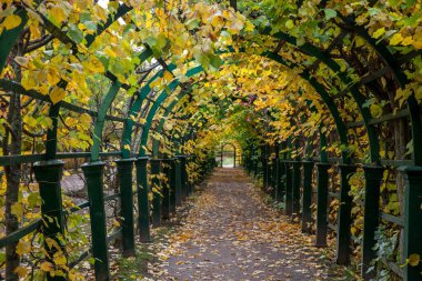 Sonbahar yapraklarıyla süslenmiş kemerin altındaki boş yol