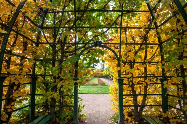 Sonbahar yapraklarıyla süslenmiş kemerin altındaki boş yol